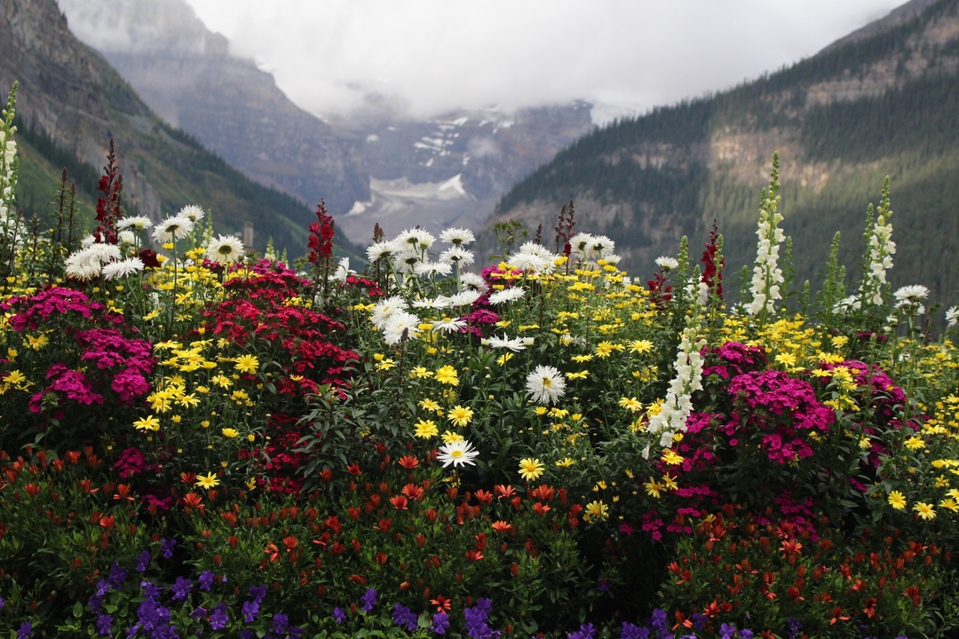 Fleurs colorées avec toile de fond montagneuse.