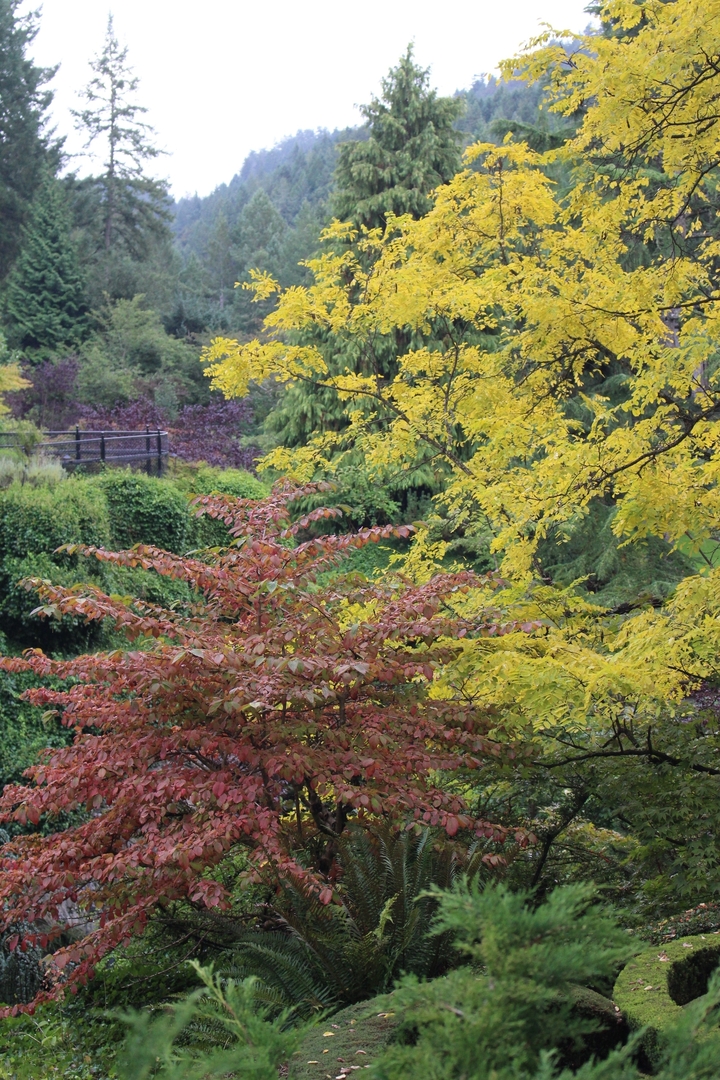 Feuillage d'automne dans un parc.