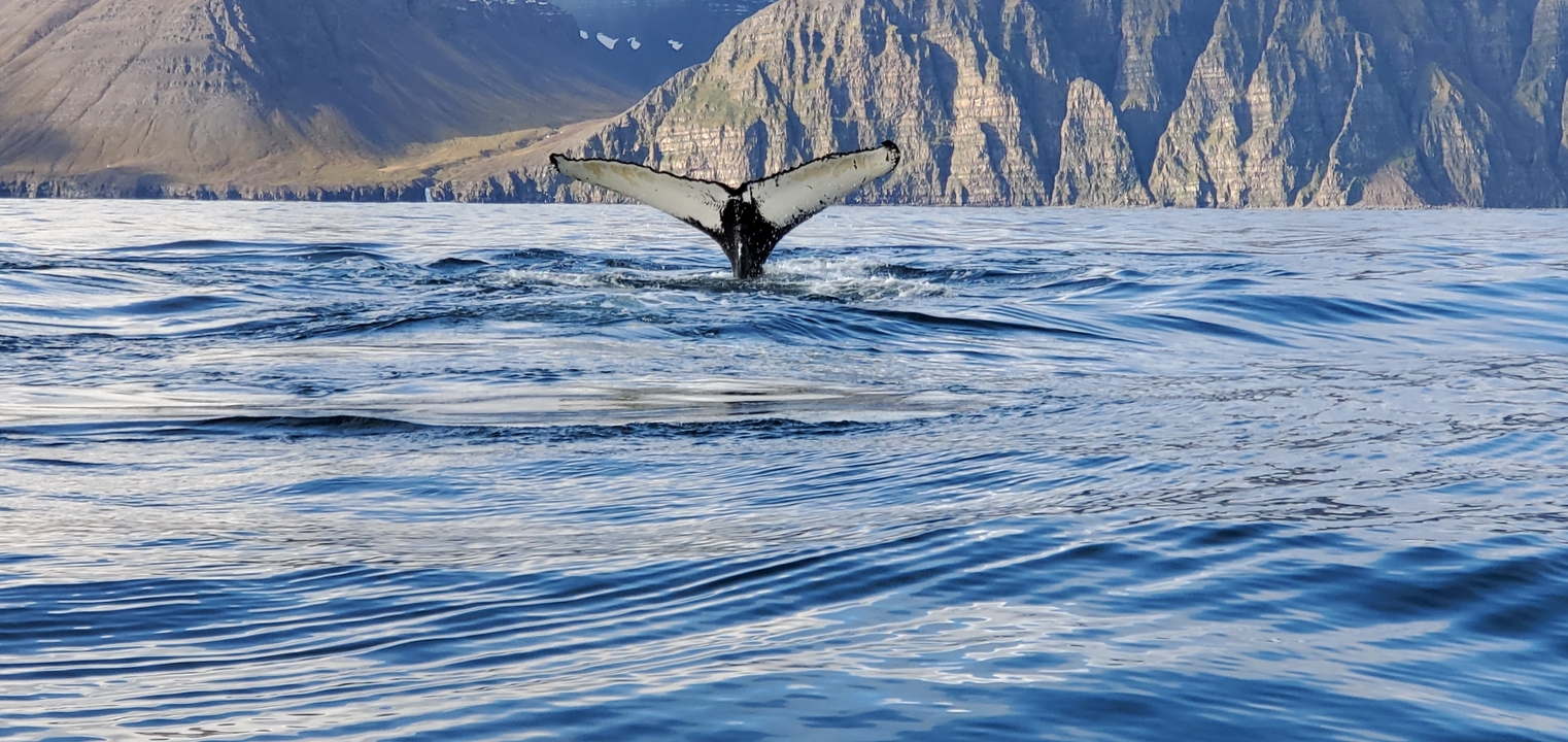 A whale tail above water with rocky cliffs in the background.