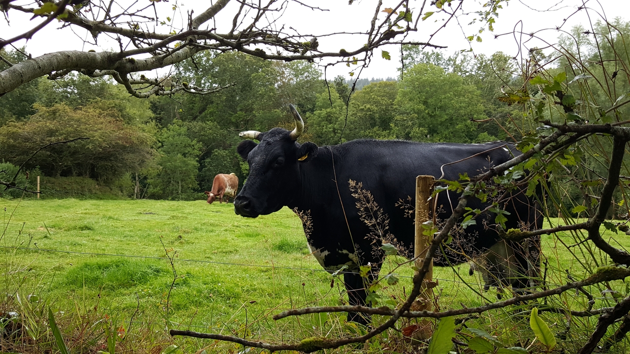Des vaches debout dans un champ herbeux entouré d'arbres.