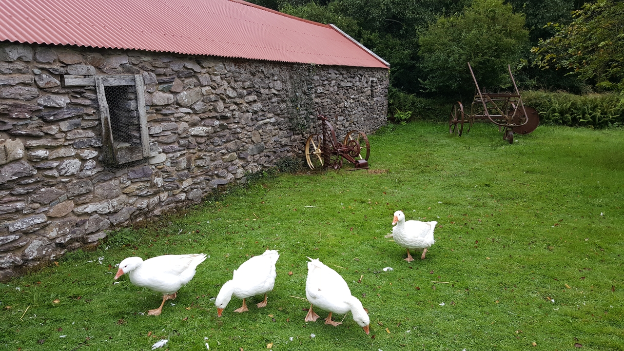 Grange en pierre avec des oies dans la cour et du vieux matériel agricole.