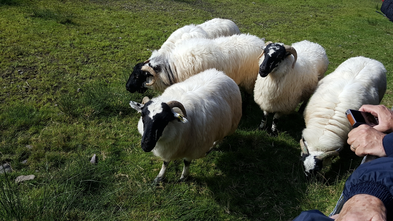 Groupe de moutons broutant dans l'herbe, avec une main humaine visible.