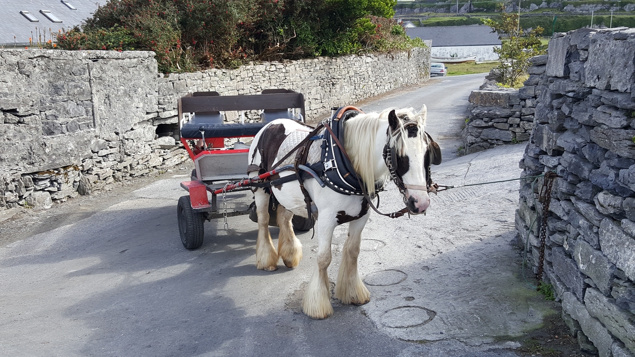 Cheval avec une charrette sur un sentier de pierre étroit.