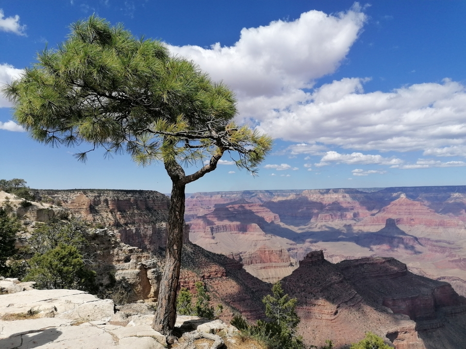 Vue de falaise au Grand Canyon avec un arbre solitaire.