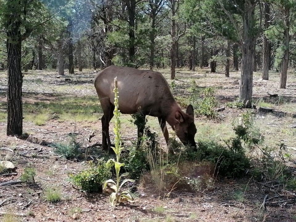 "Des élans broutant dans une forêt verdoyante."