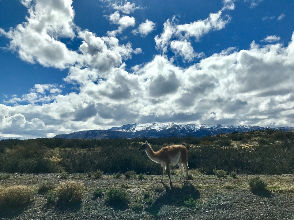 Animal se tenant debout devant une chaîne de montagnes.