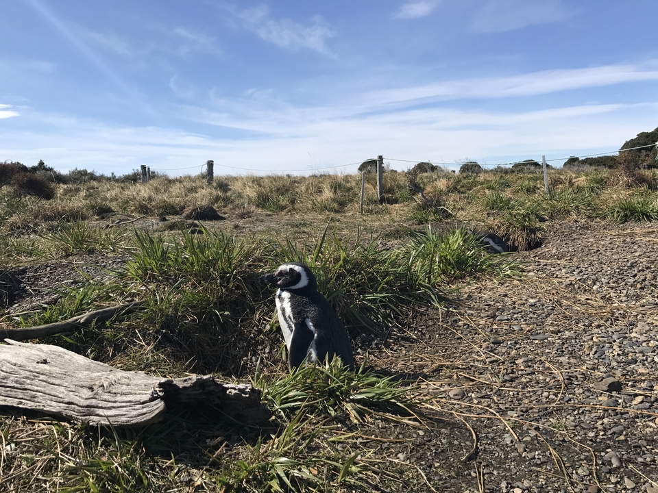 Pingouin sur un terrain rocheux avec de l'herbe en arrière-plan.