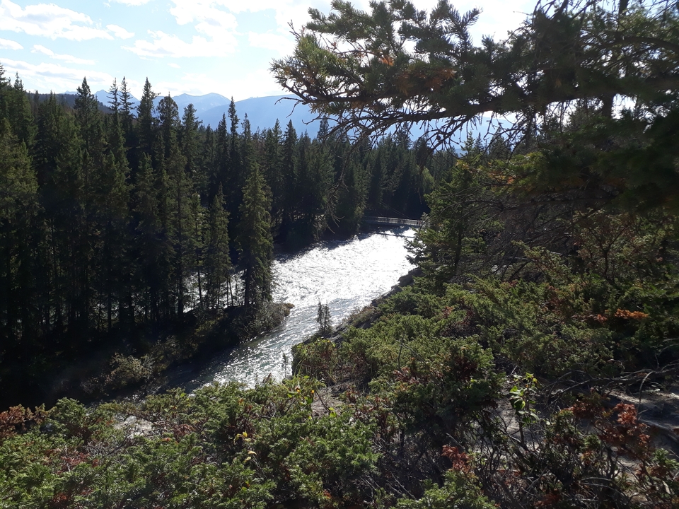 Rivière coulant à travers une forêt luxuriante avec un pont en arrière-plan.