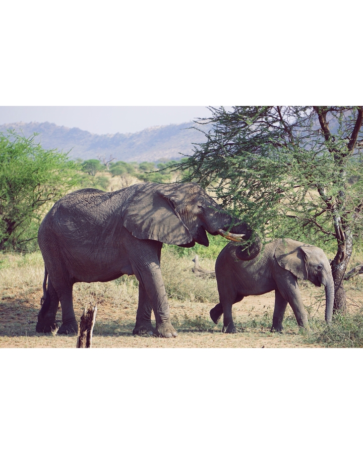 Deux éléphants marchant dans la brousse.