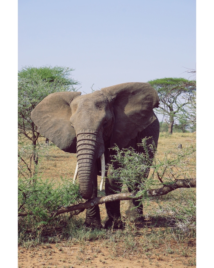 Gros plan d'un éléphant parmi les arbres.