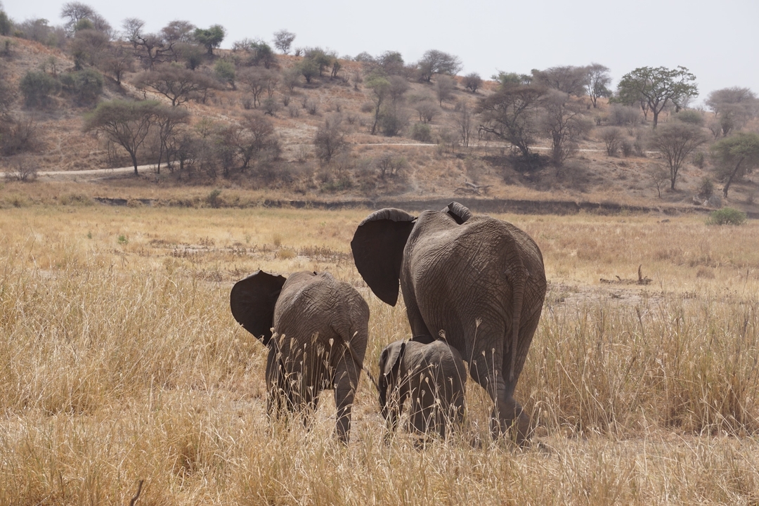 Des éléphants marchant dans un paysage aride.