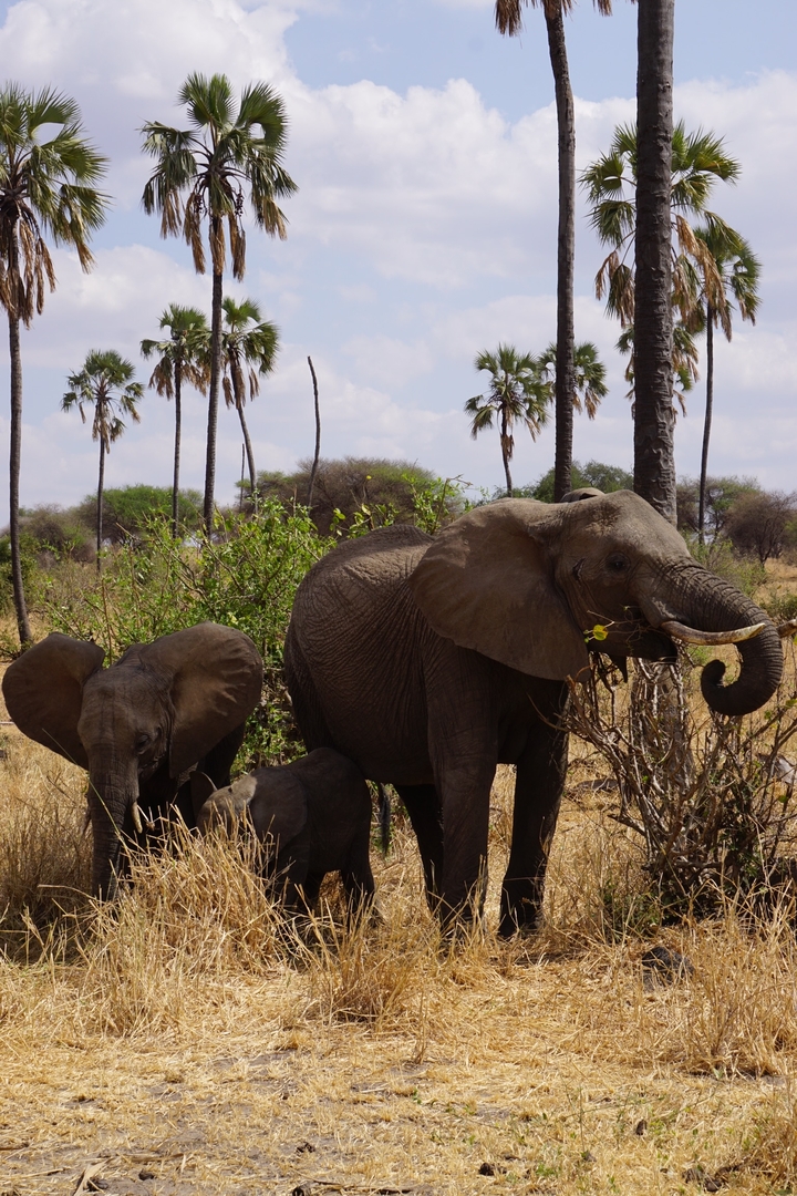 Famille d'éléphants parmi les palmiers.