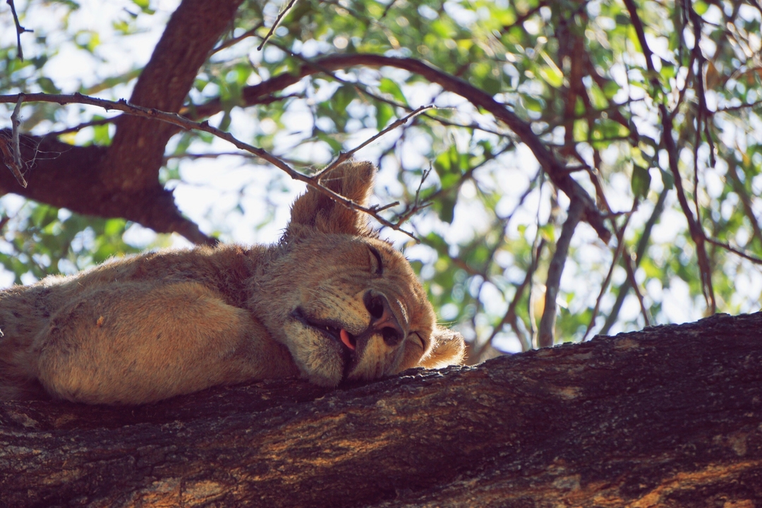 Un lion se reposant sur une branche d'arbre.