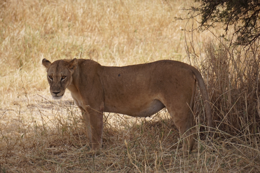 Lion debout dans l'herbe sèche.