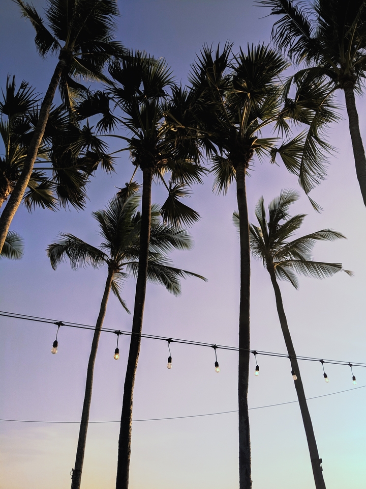 Silhouette de palmiers sur fond de ciel coloré.