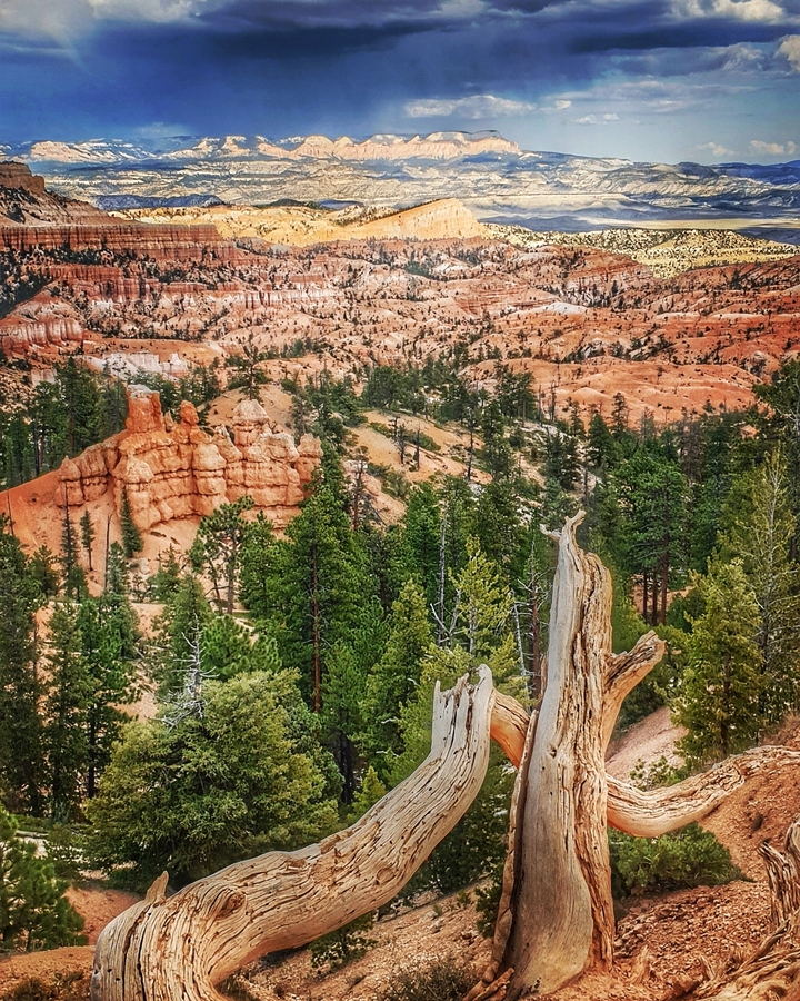 Paysage de Bryce Canyon avec des arbres et des formations rocheuses.
