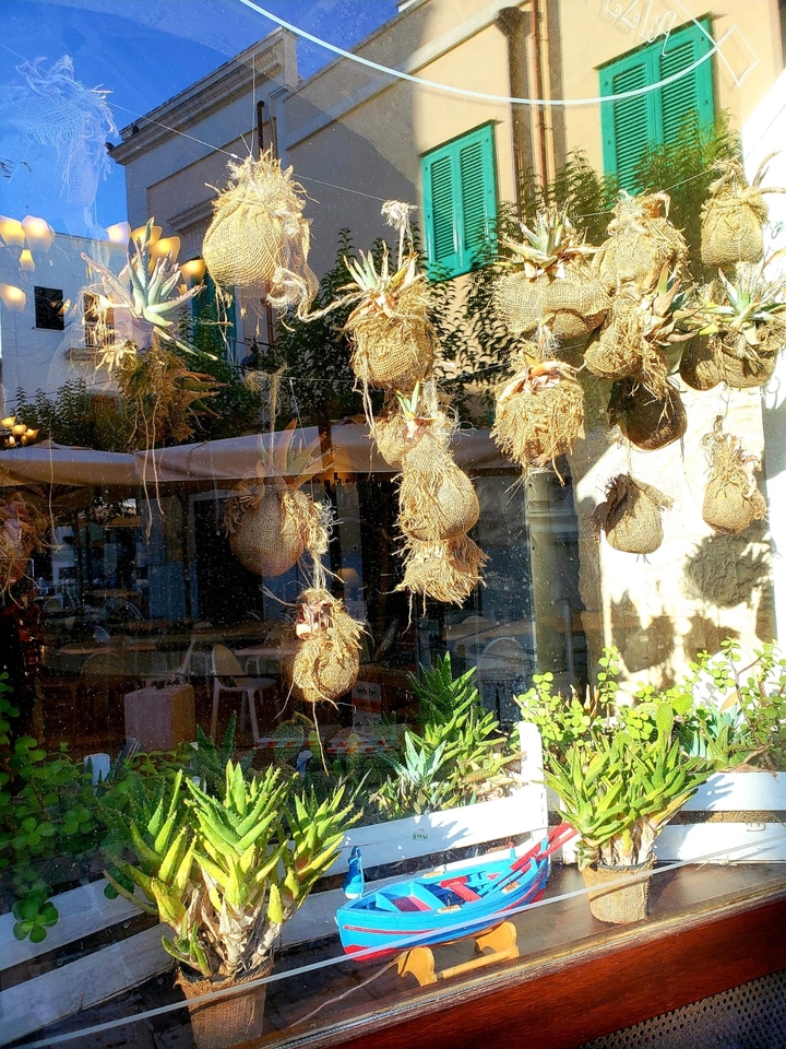 Plantes séchées suspendues devant une vitrine de magasin.