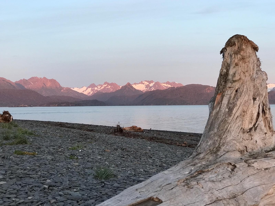 Bois flotté sur une plage rocailleuse avec des montagnes enneigées en arrière-plan.