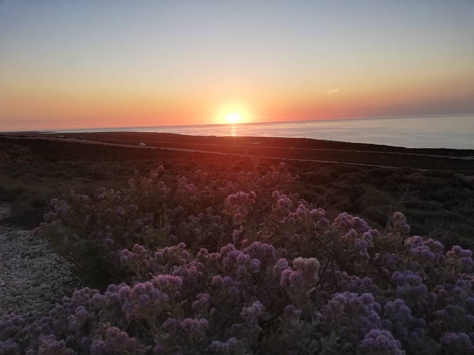 Coucher de soleil sur l'océan avec des fleurs au premier plan.