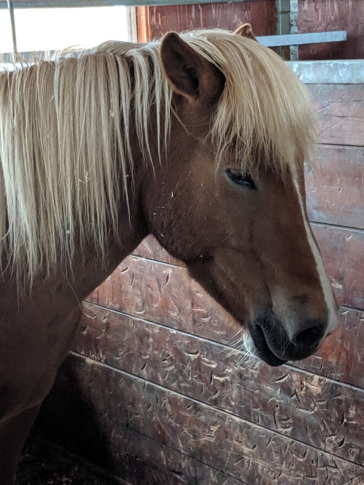 Close-up of a horse in a stable.