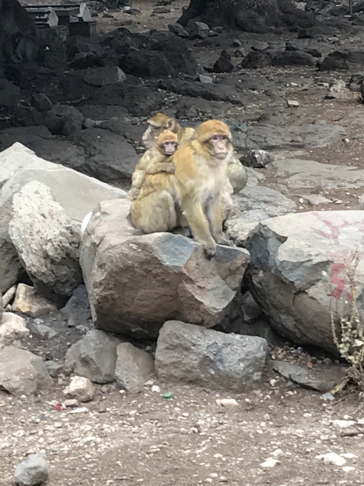 Des singes assis sur des rochers dans un habitat naturel.