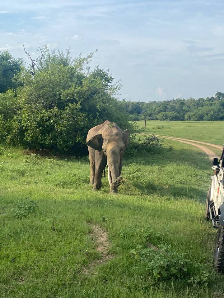 Éléphant dans un champ vert.