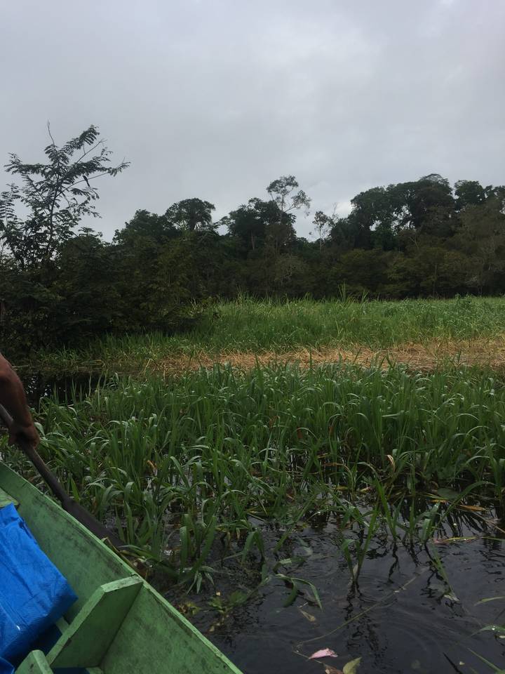 Végétation verte au bord de l'eau, vue depuis un bateau.