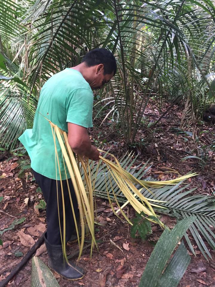 Personne ramassant des feuilles dans une forêt.