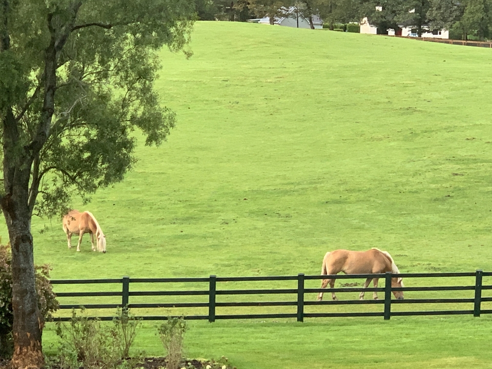Deux chevaux paissant dans un enclos herbeux.