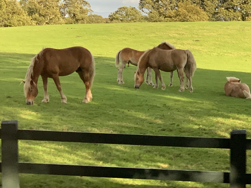 Groupe de chevaux paissant dans un champ vert.