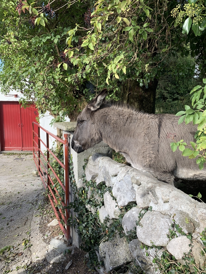 Âne près d'un portail rouge et d'un arbre.