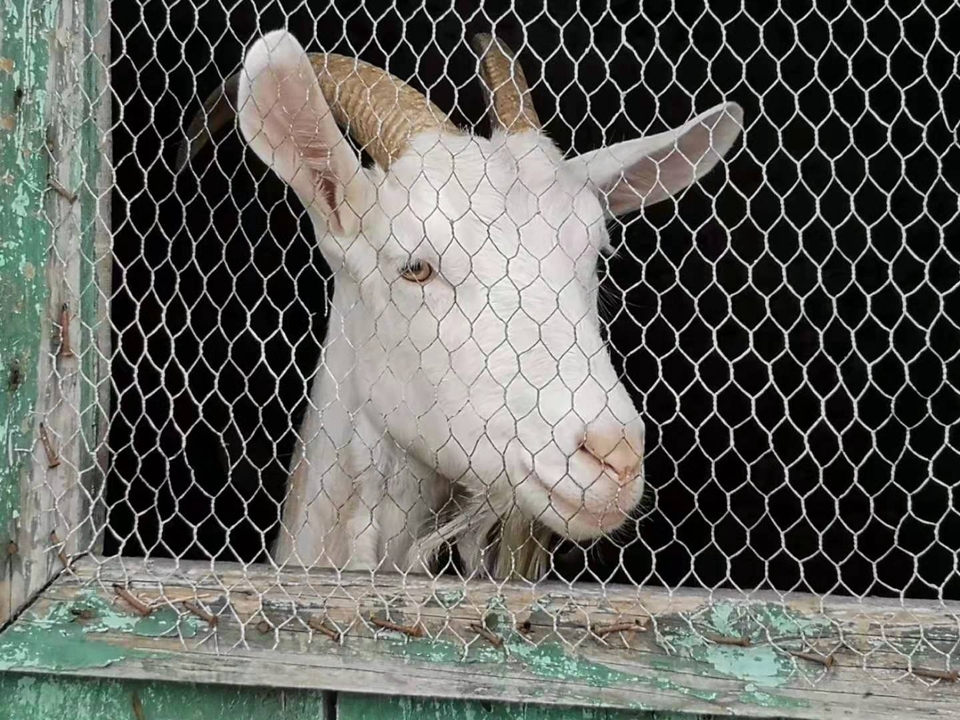 Chèvre derrière une clôture grillagée.