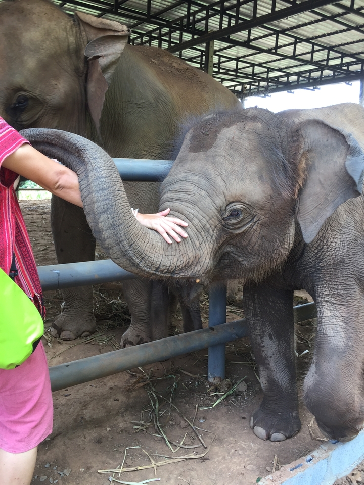 Une personne caressant la trompe d'un éléphanteau dans un sanctuaire.