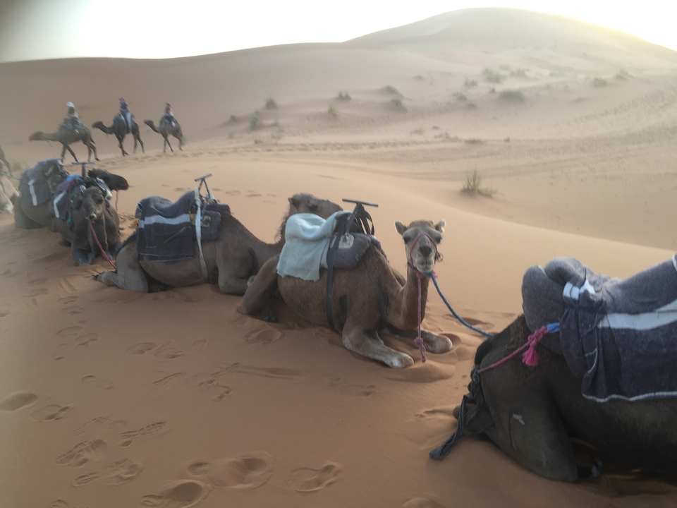 Une file de chameaux se reposant sur des dunes de sable dans le désert, on peut voir des gens montant des chameaux plus loin derrière.