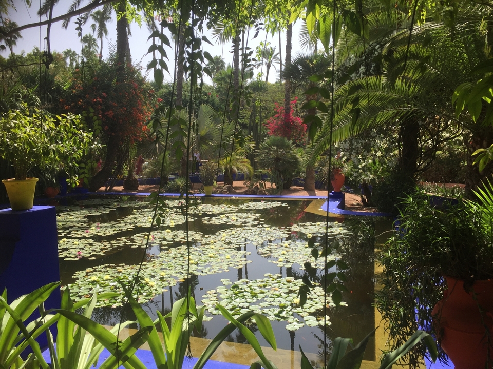 Un jardin luxuriant avec un bassin rempli de nénuphars, entouré de diverses plantes et fleurs.