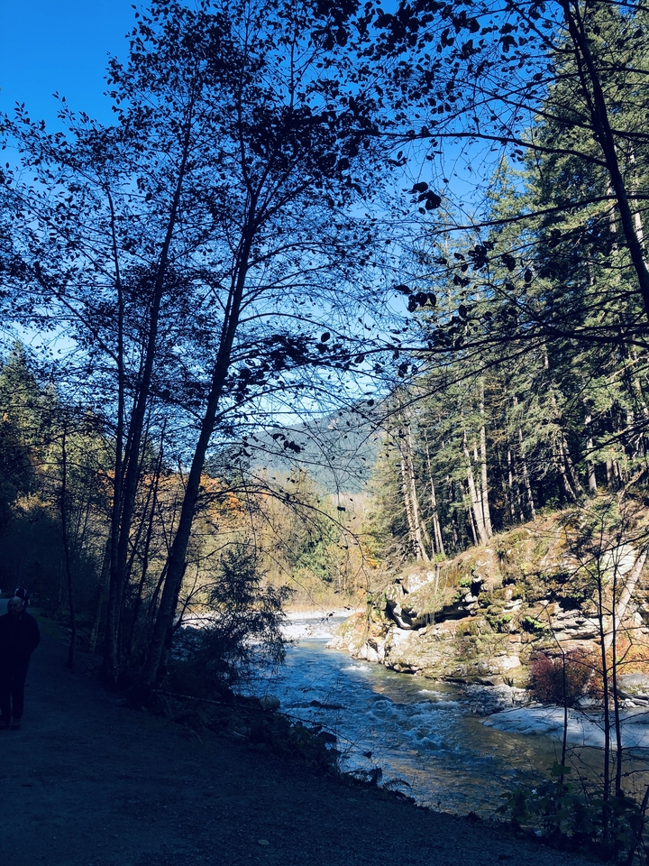 Ein Blick durch dichte Bäume auf eine ferne Berglandschaft.
