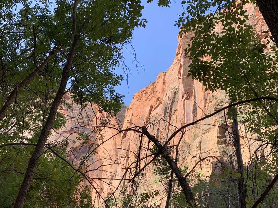 Vue des cimes d'arbres contre des falaises escarpées dans le parc national de Zion.