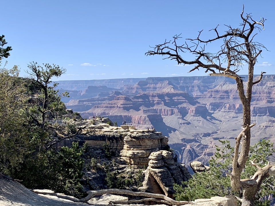 Grand Canyon avec des arbres et vue panoramique sur le canyon.