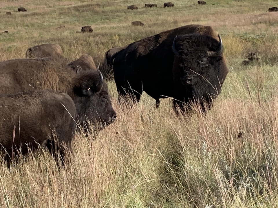 Troupeau de bisons paissant dans un champ.