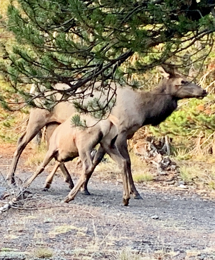 Deux élans dans une zone forestière.