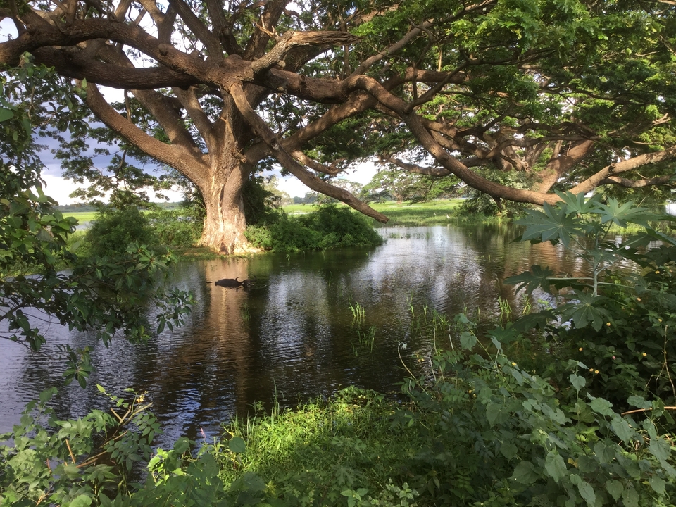 Lac paisible avec de grands arbres et leur reflet.