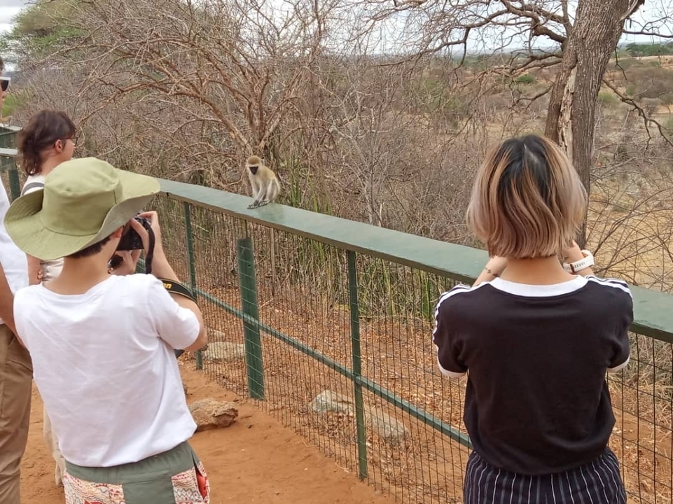 Touristen fotografieren einen Affen auf einem eingezäunten Weg in einer natürlichen Umgebung.