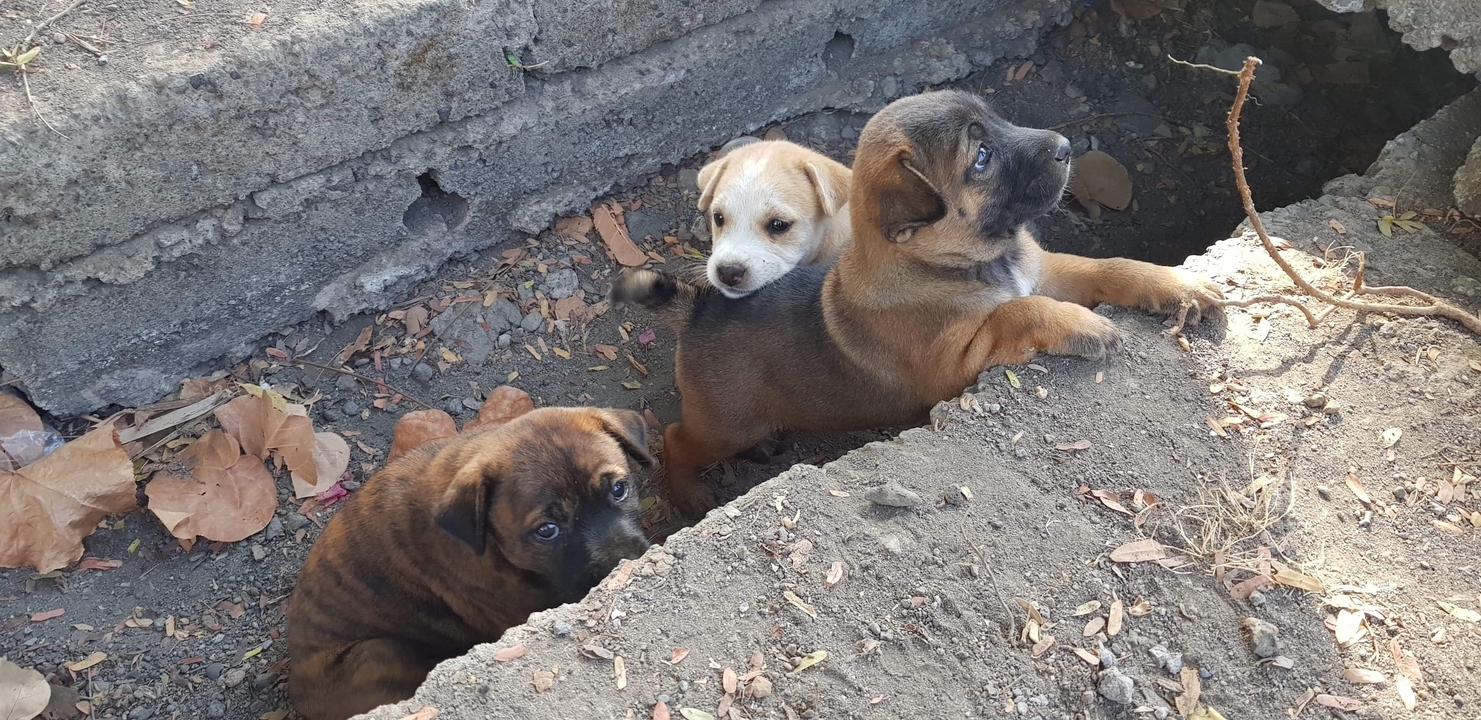 Trois chiots qui regardent vers le haut.