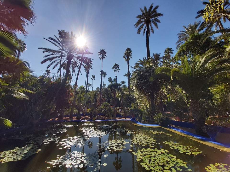 Palmiers et bassin de jardin sous un soleil éclatant.