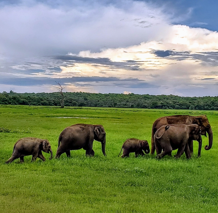 Troupeau d'éléphants marchant dans une plaine herbeuse.