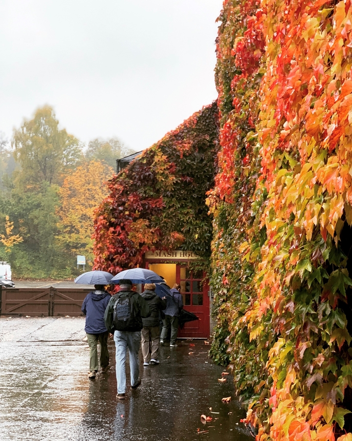 Des gens avec des parapluies passent devant un bâtiment recouvert de feuilles d'automne.