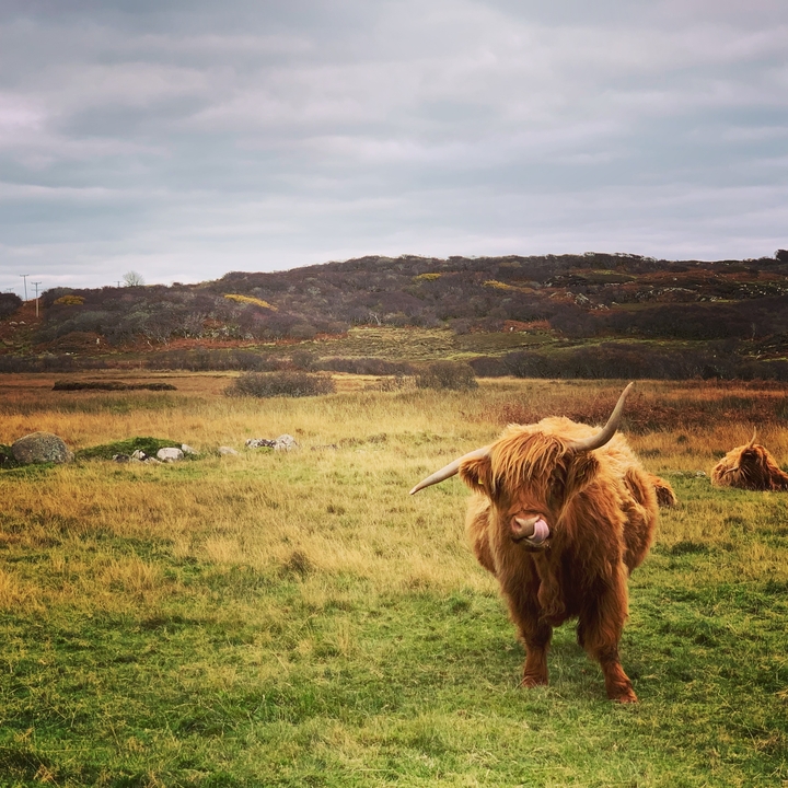 Une vache Highland dans un paysage naturel.