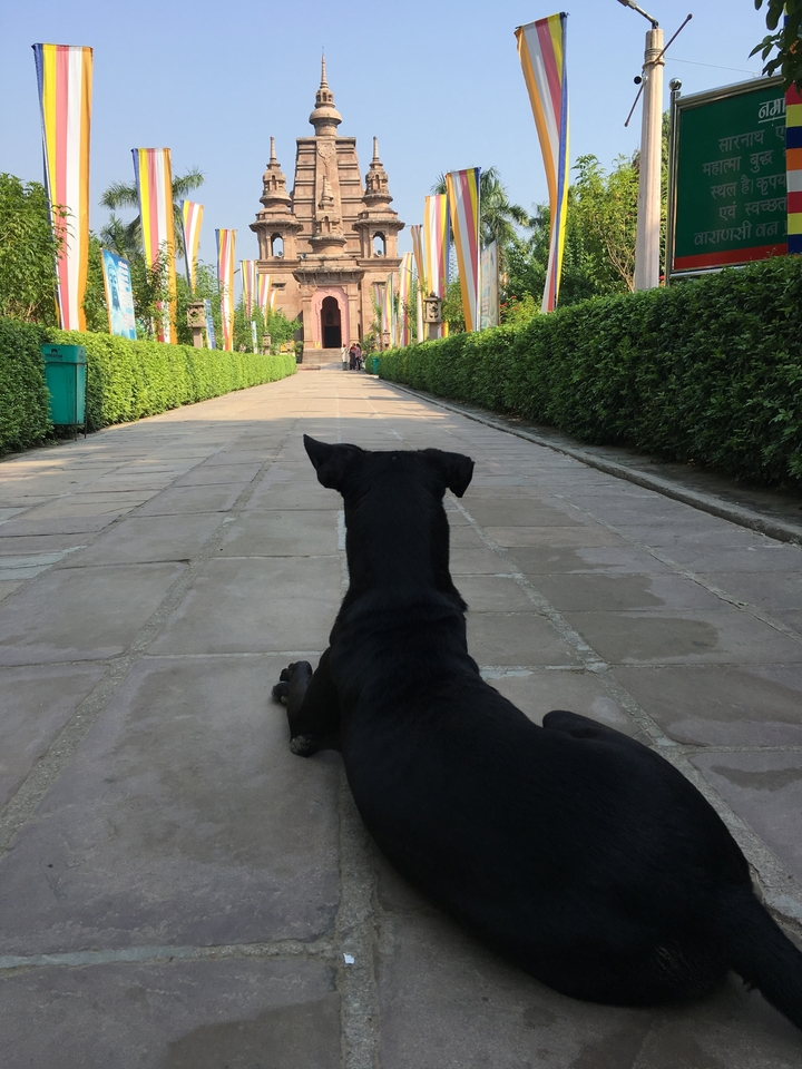 Un chien noir détendu allongé sur un passage menant à un bâtiment au loin.