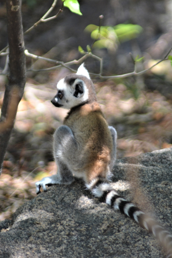 Une photo floue d'un lémurien assis sur une branche.