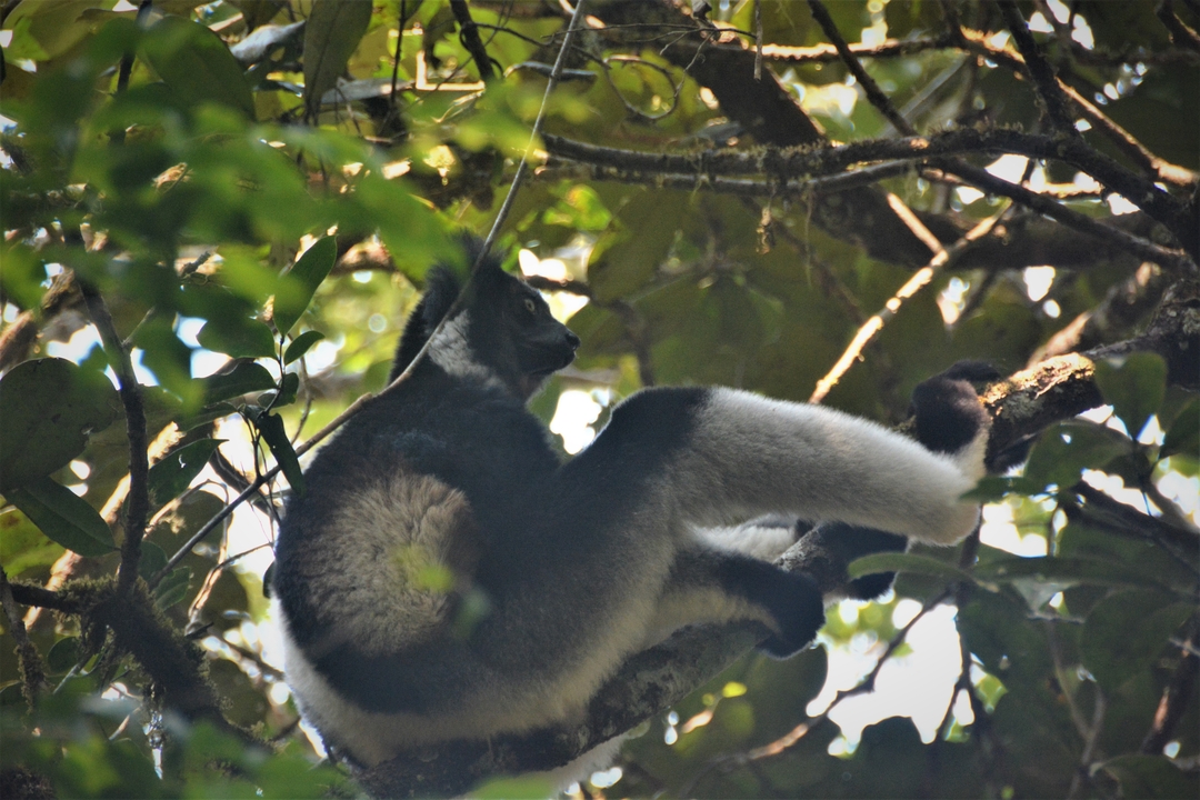 Un lémurien indri assis dans un arbre, regardant sur le côté.